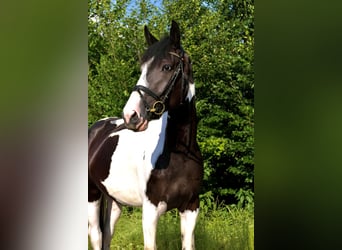 Más caballos centroeuropeos, Yegua, 5 años, 166 cm, Pío