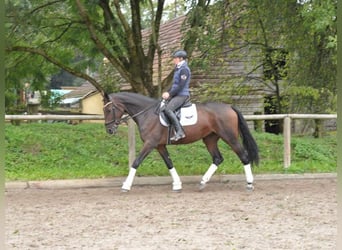 Más caballos centroeuropeos, Yegua, 5 años, 167 cm, Castaño