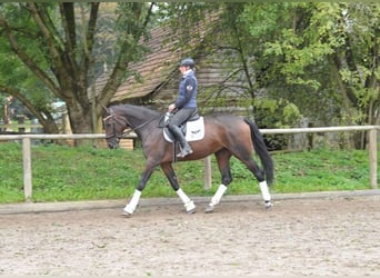 Más caballos centroeuropeos, Yegua, 5 años, 167 cm, Castaño