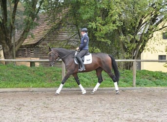 Más caballos centroeuropeos, Yegua, 5 años, 167 cm, Castaño