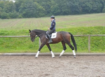 Más caballos centroeuropeos, Yegua, 5 años, 167 cm, Castaño