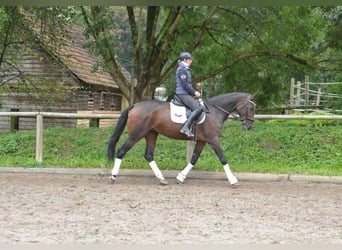 Más caballos centroeuropeos, Yegua, 5 años, 167 cm, Castaño