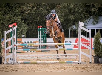 Más caballos centroeuropeos, Yegua, 5 años, 167 cm, Castaño