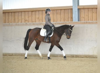 Más caballos centroeuropeos, Yegua, 5 años, 167 cm, Castaño