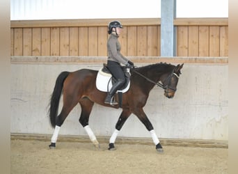 Más caballos centroeuropeos, Yegua, 5 años, 167 cm, Castaño