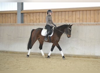 Más caballos centroeuropeos, Yegua, 5 años, 167 cm, Castaño