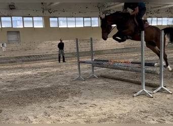 Más caballos centroeuropeos, Yegua, 5 años, 167 cm, Castaño