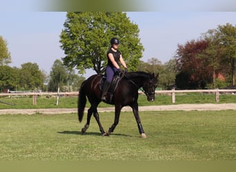 Más caballos centroeuropeos, Yegua, 5 años, 167 cm, Negro