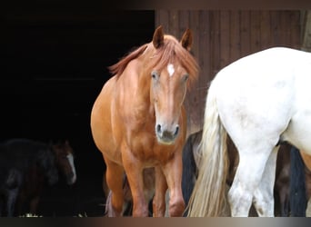 Más caballos centroeuropeos Mestizo, Yegua, 5 años, 168 cm