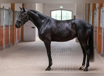 Más caballos centroeuropeos, Yegua, 5 años, 168 cm, Negro