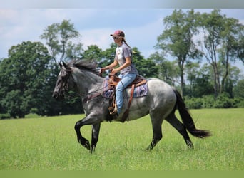 Más caballos centroeuropeos, Yegua, 5 años, 168 cm, Ruano azulado