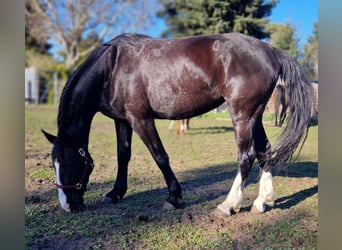 Más caballos centroeuropeos, Yegua, 5 años, 171 cm, Negro