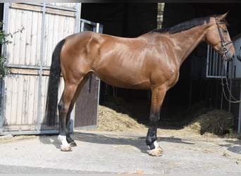Más caballos centroeuropeos, Yegua, 5 años, 180 cm, Castaño