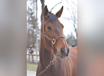 Más caballos centroeuropeos, Yegua, 5 años, Castaño