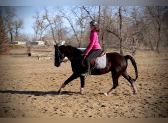 Más caballos centroeuropeos, Yegua, 6 años, 142 cm, Negro