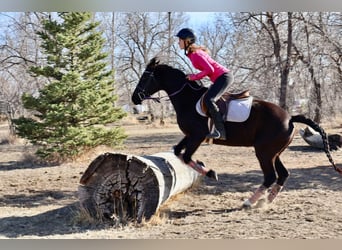 Más caballos centroeuropeos, Yegua, 6 años, 142 cm, Negro