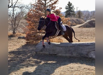 Más caballos centroeuropeos, Yegua, 6 años, 142 cm, Negro