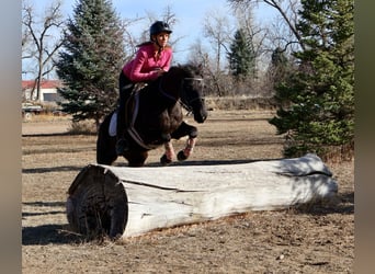 Más caballos centroeuropeos, Yegua, 6 años, 142 cm, Negro