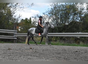 Más caballos centroeuropeos Mestizo, Yegua, 6 años, 142 cm, Tordo rodado