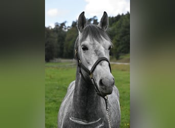 Más caballos centroeuropeos Mestizo, Yegua, 6 años, 142 cm, Tordo rodado