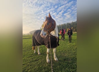 Más caballos centroeuropeos Mestizo, Yegua, 6 años, 150 cm, Pío