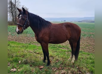 Más caballos centroeuropeos, Yegua, 6 años, 152 cm, Castaño