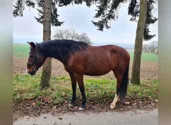 Más caballos centroeuropeos, Yegua, 6 años, 152 cm, Castaño