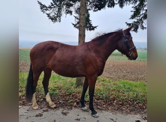 Más caballos centroeuropeos, Yegua, 6 años, 152 cm, Castaño