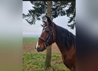 Más caballos centroeuropeos, Yegua, 6 años, 152 cm, Castaño