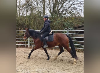 Más caballos centroeuropeos, Yegua, 6 años, 152 cm, Castaño