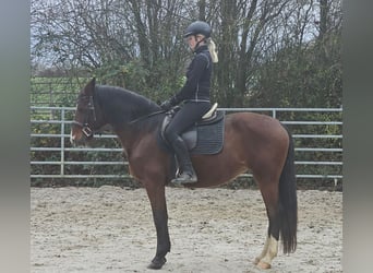 Más caballos centroeuropeos, Yegua, 6 años, 152 cm, Castaño