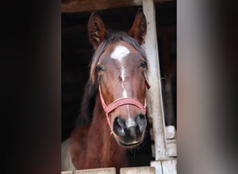 Más caballos centroeuropeos Mestizo, Yegua, 6 años, 153 cm, Castaño rojizo