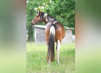 Más caballos centroeuropeos, Yegua, 6 años, 155 cm
