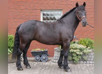 Más caballos centroeuropeos, Yegua, 6 años, 155 cm, Negro