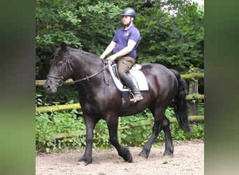 Más caballos centroeuropeos, Yegua, 6 años, 155 cm, Negro