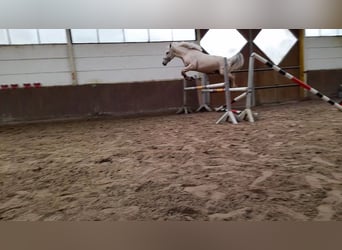 Más caballos centroeuropeos, Yegua, 6 años, 155 cm, Palomino