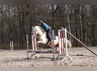 Más caballos centroeuropeos, Yegua, 6 años, 155 cm, Palomino