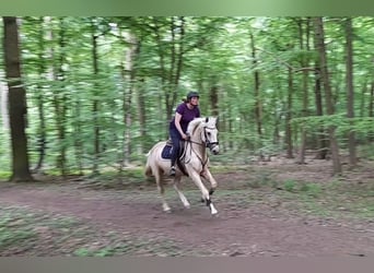 Más caballos centroeuropeos, Yegua, 6 años, 156 cm, Palomino