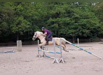 Más caballos centroeuropeos, Yegua, 6 años, 156 cm, Palomino