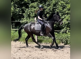 Más caballos centroeuropeos, Yegua, 6 años, 157 cm, Negro