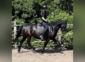 Más caballos centroeuropeos, Yegua, 6 años, 157 cm, Negro