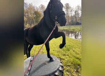 Más caballos centroeuropeos Mestizo, Yegua, 6 años, 157 cm, Negro