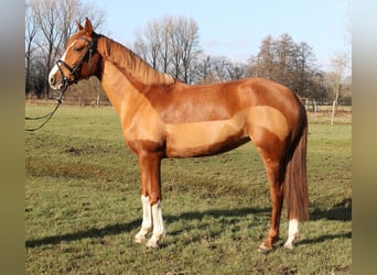 Más caballos centroeuropeos, Yegua, 6 años, 158 cm, Alazán-tostado