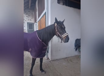 Más caballos centroeuropeos, Yegua, 6 años, 158 cm, Morcillo