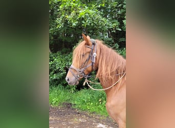 Más caballos centroeuropeos, Yegua, 6 años, 160 cm, Alazán