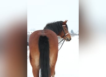 Más caballos centroeuropeos, Yegua, 6 años, 160 cm, Castaño