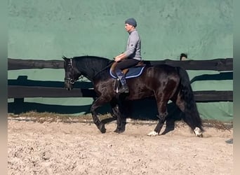 Más caballos centroeuropeos Mestizo, Yegua, 6 años, 160 cm, Negro