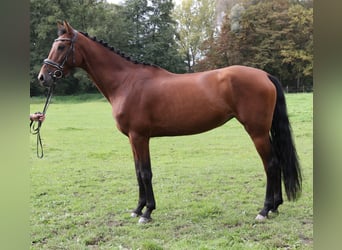 Más caballos centroeuropeos, Yegua, 6 años, 162 cm, Castaño