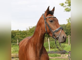 Más caballos centroeuropeos, Yegua, 6 años, 162 cm, Castaño