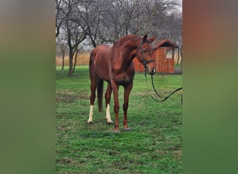 Más caballos centroeuropeos, Yegua, 6 años, 163 cm, Castaño